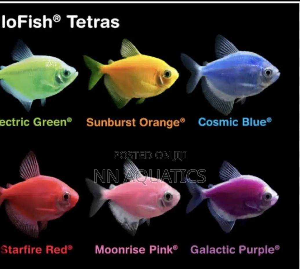 Florescent Tetras