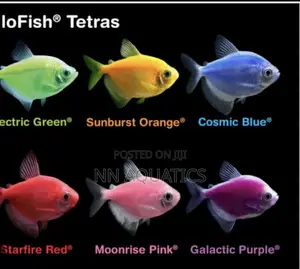 Florescent Tetras