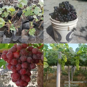 Best Grape Vine / Grape Fruit Higher Yield Seedlings