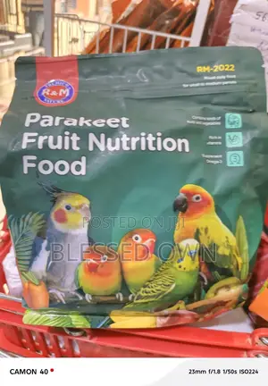 Feed for a Baby Parrots