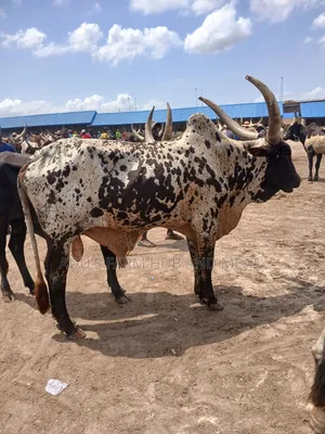 Healthy Giant Cows