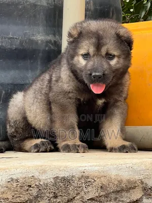 1-3 months Female Purebred Caucasian Shepherd