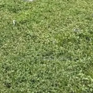 Half Plot at Mercy Land Estate