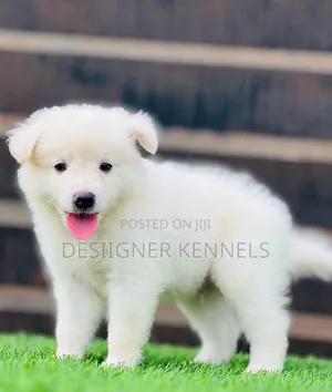 1-3 months Male Purebred American Eskimo