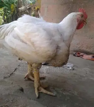 Organic Grown Big Chicken Broiler