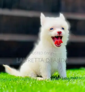 1-3 months Female Purebred American Eskimo