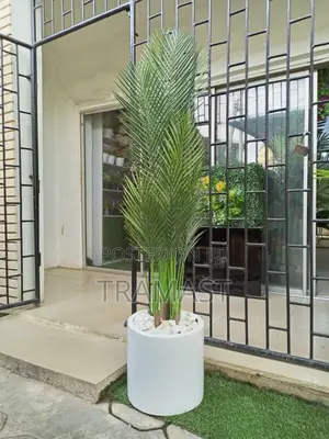 Cylinder Fiberglass Pot Potted With 180cm Palm Plant