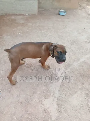 3-6 months Male Purebred Boerboel