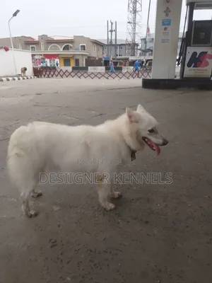 1+ year Female Purebred American Eskimo