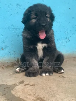 1-3 months Female Purebred Caucasian Shepherd