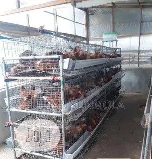 Poultry Cages (Layers and Broiler)
