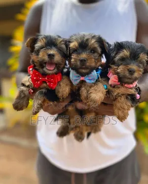 1-3 months Male Purebred Yorkshire Terrier