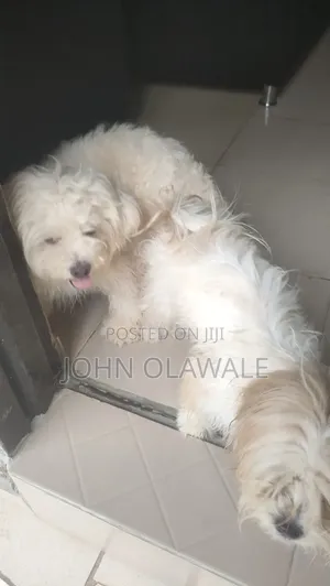 1+ year Male Purebred Lhasa Apso