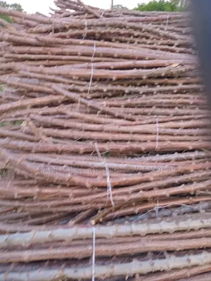 Game Changer Cassava Stems