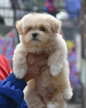 1-3 months Female Purebred Lhasa Apso
