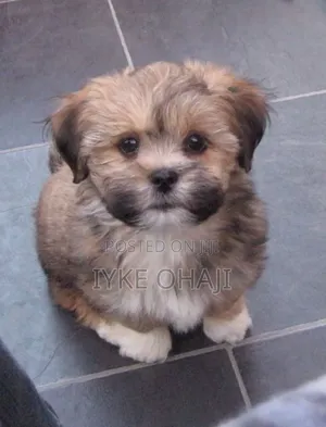 1-3 months Male Purebred Lhasa Apso