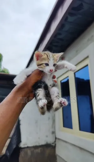 1-3 months Female Purebred Tabby