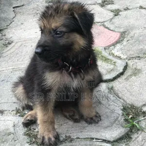 3-6 months Female Purebred German Shepherd
