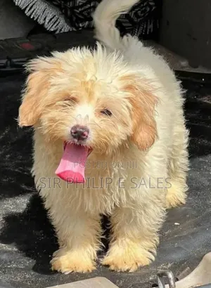 3-6 months Female Purebred Lhasa Apso