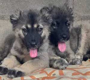 3-6 months Female Purebred Caucasian Shepherd