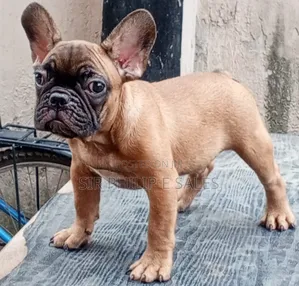 3-6 months Female Purebred French Bulldog