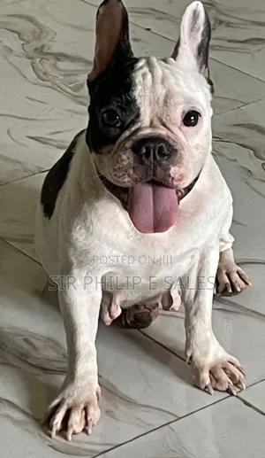 6-12 months Female Purebred French Bulldog