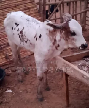 Purebread Cow