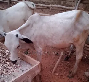 Purebread Cattle