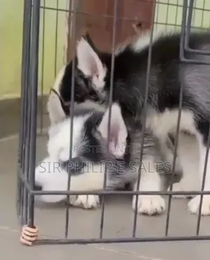 3-6 months Female Purebred Siberian Husky