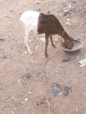 Purebread Sheep