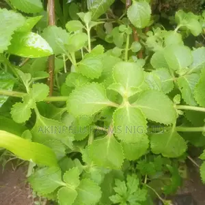 Oregano Seedlings