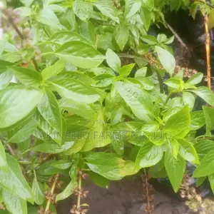 Sweet Basil