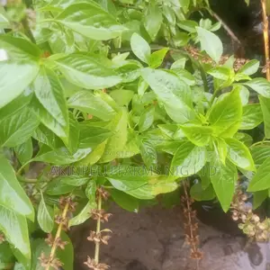 Sweet Basil