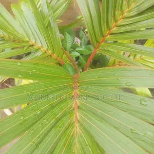 Bottle Palms
