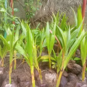 Dwarf Hybrid Coconut Seedlings