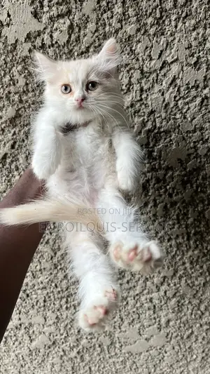1-3 months Male Purebred Persian