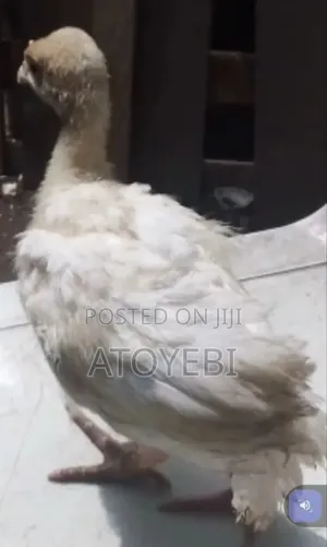 Fully Vaccinated Imported Turkey