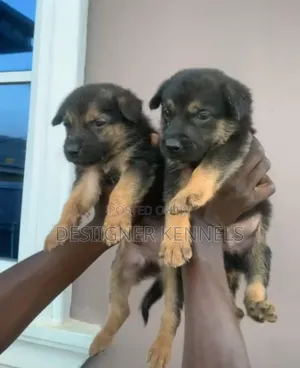 1-3 months Male Purebred German Shepherd