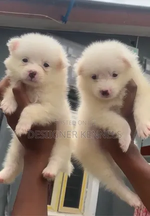 1-3 months Female Purebred American Eskimo
