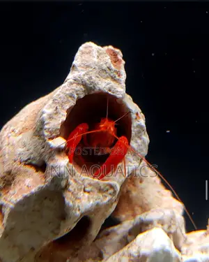 Craw Fish for Aquarium