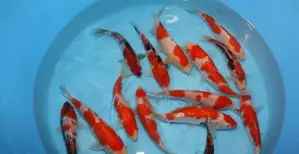 4 to 5 Inch Koi Karp Fish