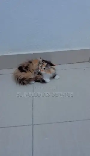 1-3 months Female Purebred Persian