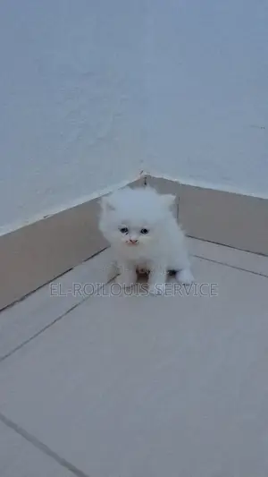 1-3 months Female Purebred Persian