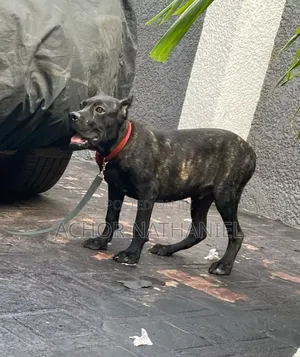 3-6 months Male Purebred Cane Corso