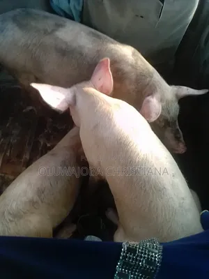 Pig (Boar and Sow)