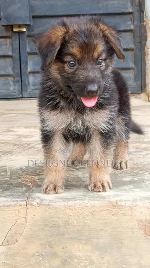 1-3 months Female Purebred German Shepherd