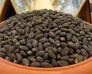 Jatropha Seed (1kg) Organic