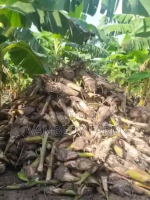 Hybrid Giant Elephant Plantain Sucker