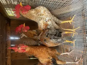 Local Chickens