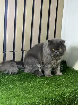 1+ year Male Purebred Persian